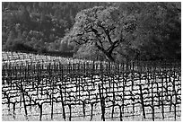 Vineyard and oak tree in spring. Napa Valley, California, USA (black and white)