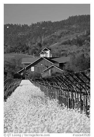 Winery landscape in spring. Napa Valley, California, USA (black and white)