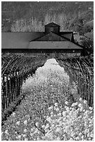 Spring mustard flowers and winery. Napa Valley, California, USA ( black and white)
