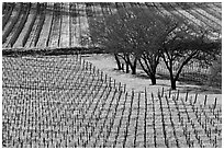 Vineyard in spring seen from above. Napa Valley, California, USA ( black and white)