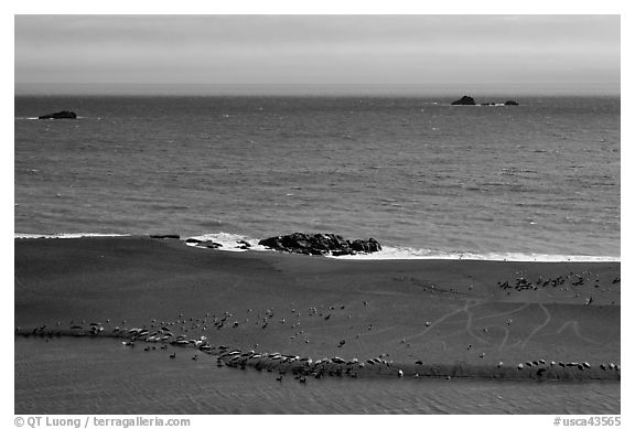 Marine mammals on sand spit from above, Jenner. Sonoma Coast, California, USA (black and white)