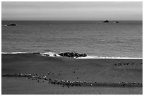 Marine mammals on sand spit from above, Jenner. Sonoma Coast, California, USA (black and white)