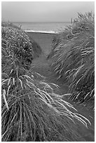 Path amongst dune grass and Ocean, Manchester State Park. California, USA (black and white)