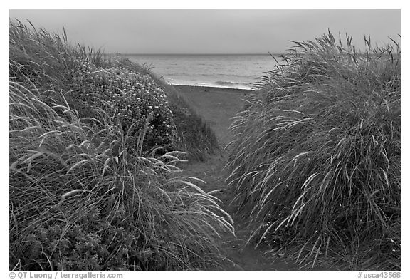 Dune grass and Ocean at dusk, Manchester State Park. California, USA (black and white)