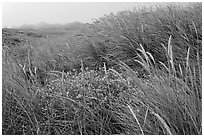 Tall grasses and fog, Manchester State Park. California, USA ( black and white)