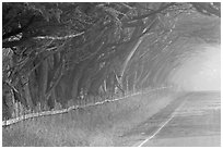 Rural road in fog. California, USA ( black and white)