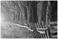 Old fence and row of trees in fog. California, USA ( black and white)