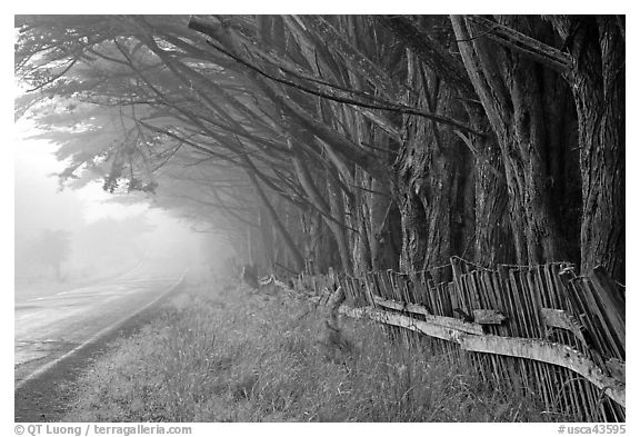 Fence, trees, and road in fog. California, USA