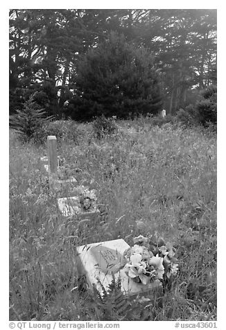 Graves in fog, Manchester. California, USA (black and white)
