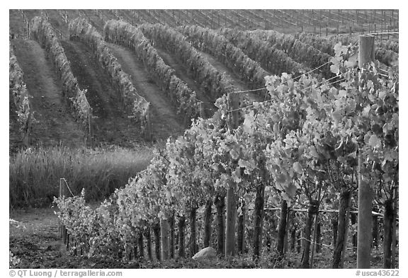 Wine grape vines in vineyard in fall. Napa Valley, California, USA (black and white)