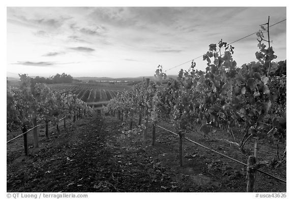 Autumn Sunset over vineyard. Napa Valley, California, USA (black and white)