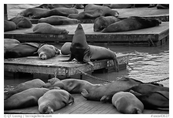 California Sea lions, pier 39, Fishermans wharf. San Francisco, California, USA