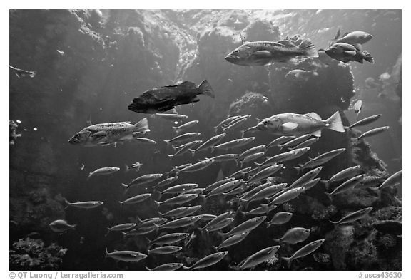School of fish, Steinhart Aquarium,  California Academy of Sciences. San Francisco, California, USA<p>terragalleria.com is not affiliated with the California Academy of Sciences</p>