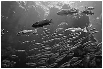 School of fish, Steinhart Aquarium,  California Academy of Sciences. San Francisco, California, USA ( black and white)