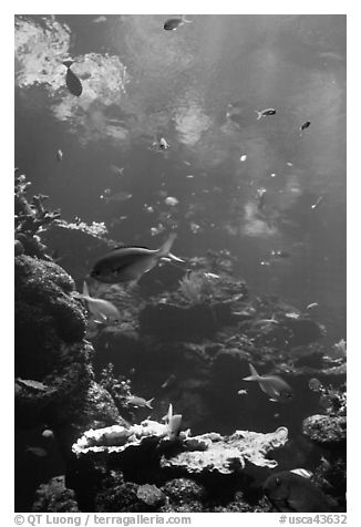 Philippine Coral Reef exhibit, Steinhart Aquarium, California Academy of Sciences. San Francisco, California, USA<p>terragalleria.com is not affiliated with the California Academy of Sciences</p>