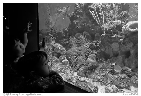 Children looking at aquarium, California Academy of Sciences. San Francisco, California, USA<p>terragalleria.com is not affiliated with the California Academy of Sciences</p>