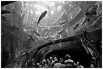 Tourists gaze upwards at flooded Amazon forest and huge catfish, California Academy of Sciences. San Francisco, California, USA ( black and white)