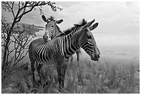 Zebras in savanah landscape,  Kimball Natural History Museum, California Academy of Sciences. San Francisco, California, USA ( black and white)