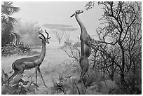 Gazelles diorama, Kimball Natural History Museum, California Academy of Sciences. San Francisco, California, USA ( black and white)