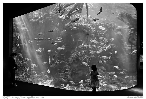 Girl looks at Northern California Aquarium, California Academy of Sciences. San Francisco, California, USA (black and white)