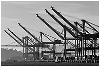 Giant cranes dwarf yacht Port of Oakland. Oakland, California, USA (black and white)
