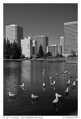 Ducks and skyline, Lake Merritt. Oakland, California, USA (black and white)