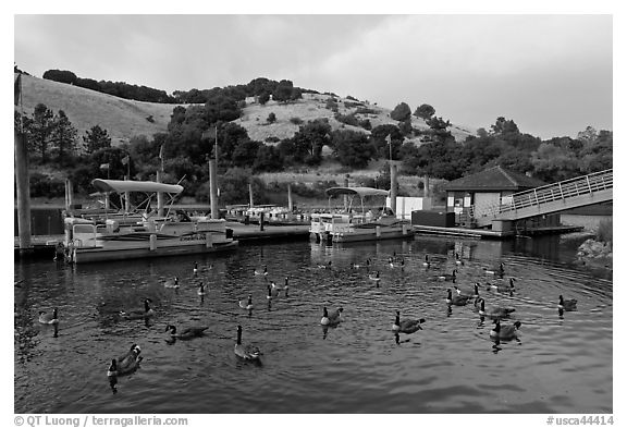Ducks, marina, and hills Lake Chabot, Castro Valley. Oakland, California, USA (black and white)