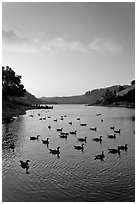 Lake Chabot with ducks at sunset, Castro Valley. Oakland, California, USA (black and white)