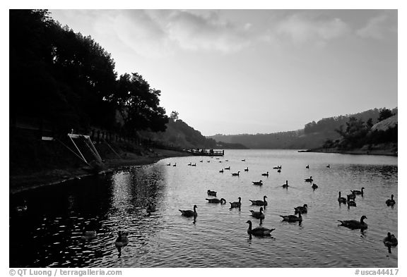 Large flock of ducks at sunset, Lake Chabot, Castro Valley. Oakland, California, USA (black and white)