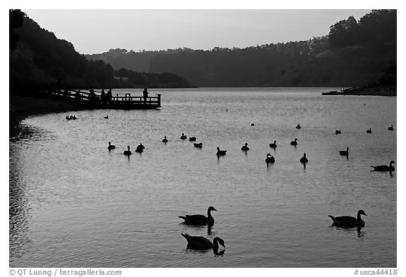 Ducks and pier at sunset, Lake Chabot, Castro Valley. Oakland, California, USA (black and white)