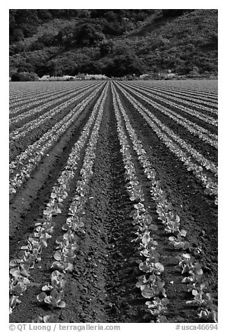 Lettuce intensive cultivation. Watsonville, California, USA (black and white)