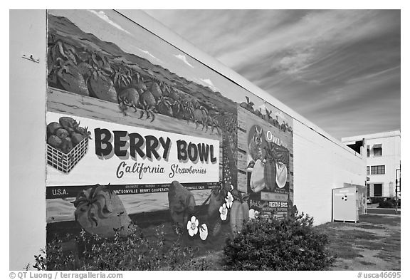 Wall with mural celebrating berry growing. Watsonville, California, USA (black and white)