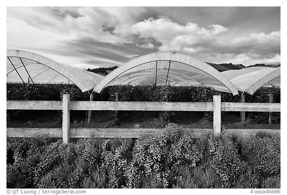Protected raspberry crops. Watsonville, California, USA (black and white)