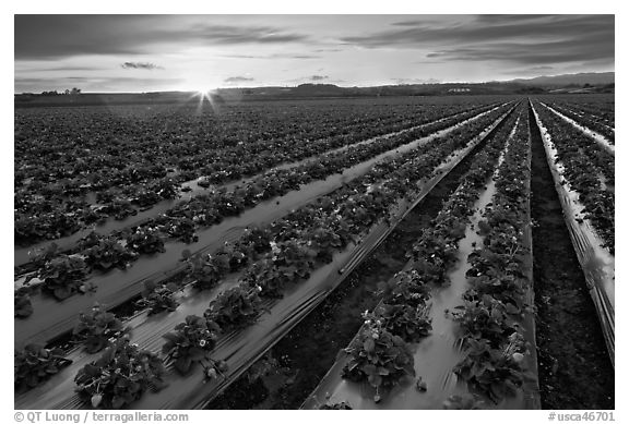 Raws of strawberries and sunset. Watsonville, California, USA (black and white)