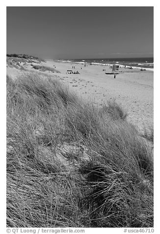 Dune grass, palm beach. Watsonville, California, USA (black and white)