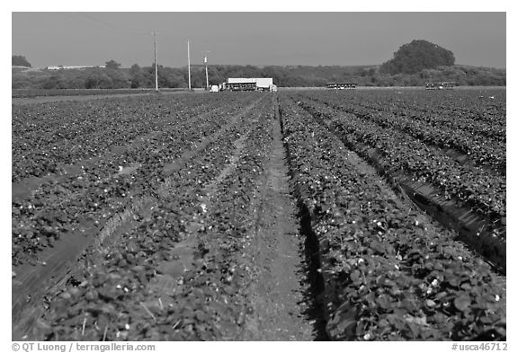 Strawberry farm. Watsonville, California, USA (black and white)