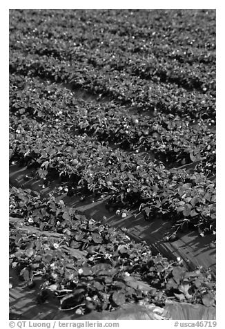 Strawberry crops on raised beds. Watsonville, California, USA (black and white)