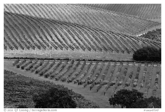 Hillside with rows of vines. Napa Valley, California, USA