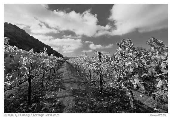 Rows of wine grapes with yellow leaves in autumn. Napa Valley, California, USA (black and white)