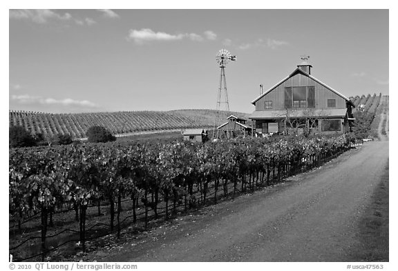 Red barn in vineyard. Napa Valley, California, USA