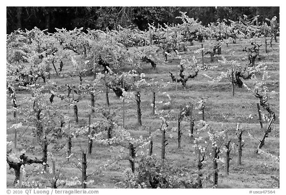 Vines on steep, terraced terrain, autumn. Napa Valley, California, USA (black and white)