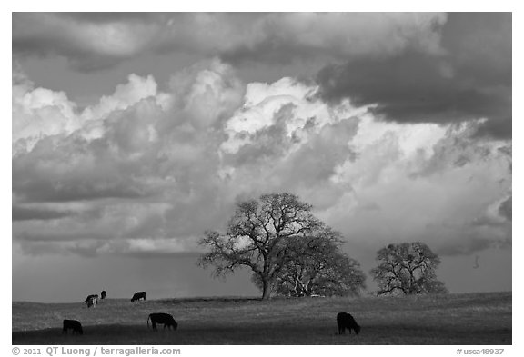 Cows, oak trees, and clouds. California, USA (black and white)