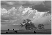 Cows, oak trees, and clouds. California, USA (black and white)