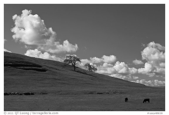 Hillside with clouds, trees, and cows. California, USA