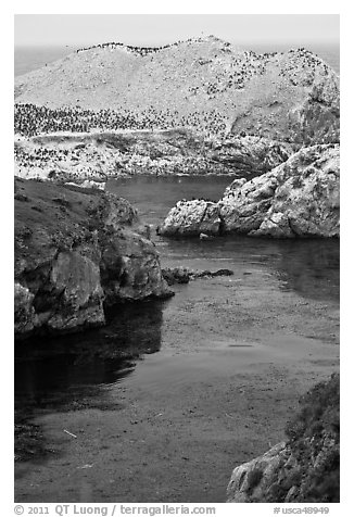 Rocks covered with seabirds. Point Lobos State Preserve, California, USA (black and white)