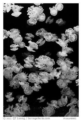 Fried Egg Jellies, Monterey Aquarium of the Bay. Monterey, California, USA (black and white)