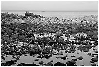 Seabirds and rocks at sunset. Pacific Grove, California, USA (black and white)