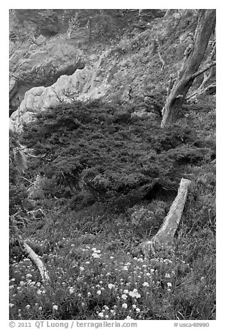 Flowers and cypress. Point Lobos State Preserve, California, USA (black and white)