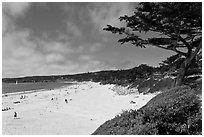Carmel Beach and cypress. Carmel-by-the-Sea, California, USA ( black and white)
