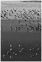 Birds, Carmel River State Beach. Carmel-by-the-Sea, California, USA ( black and white)